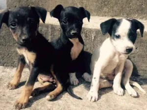 Cachorro raça Vira Lata idade Abaixo de 2 meses nome Sem nome