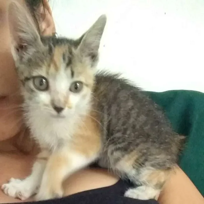 Gato ra a  idade 2 a 6 meses nome Sem nome 