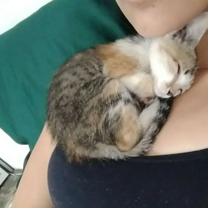 Gato ra a  idade 2 a 6 meses nome Sem nome 