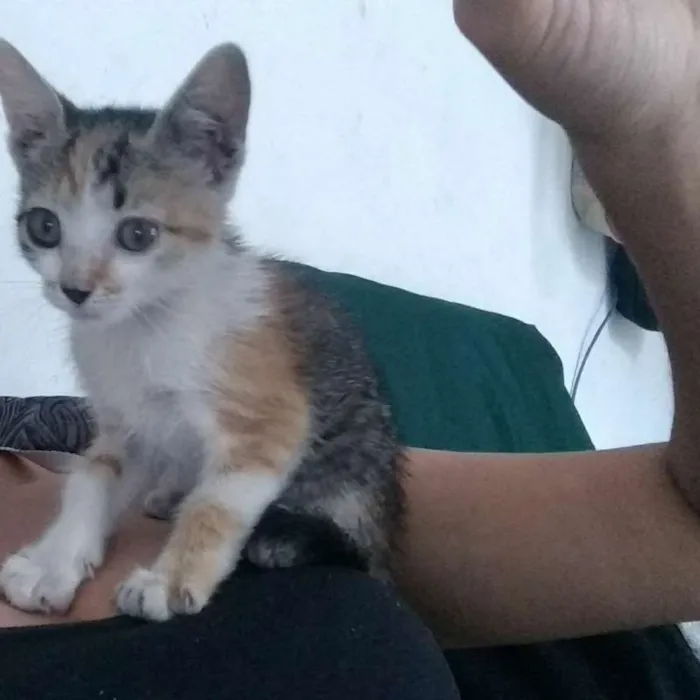 Gato ra a  idade 2 a 6 meses nome Sem nome 