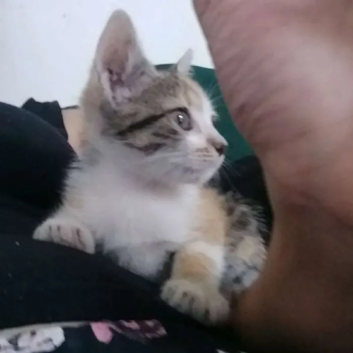 Gato ra a  idade 2 a 6 meses nome Sem nome 