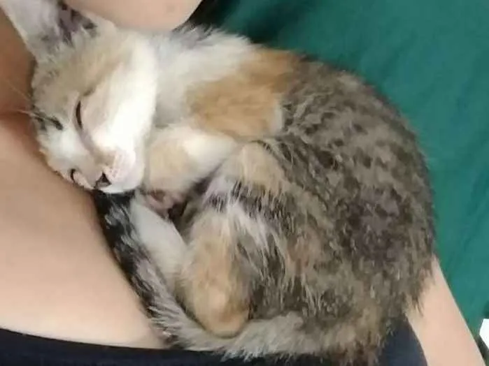 Gato ra a  idade 2 a 6 meses nome Sem nome 