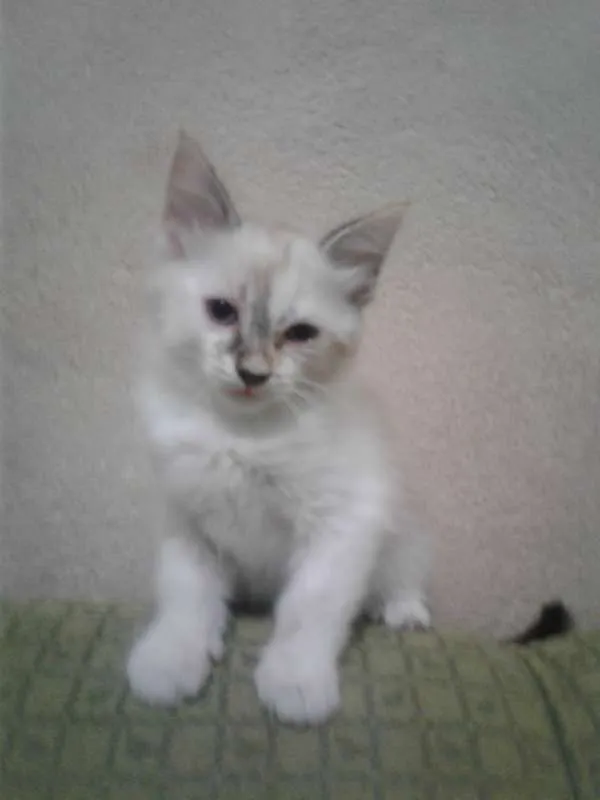 Gato ra a Mestiça  idade 2 a 6 meses nome Ravena
