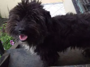 Cachorro raça Indefinido idade  nome Indefinido