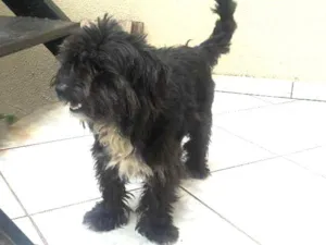 Cachorro raça Indefinida idade  nome Indefinido