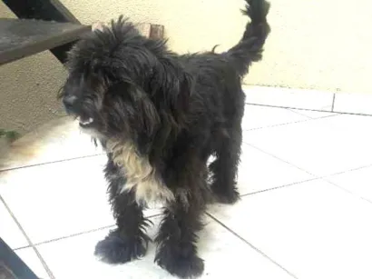 Cachorro raça Indefinida idade  nome Indefinido