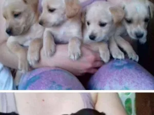 Cachorro raça Labrador com mistura idade Abaixo de 2 meses nome Sem nome