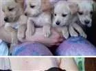 Cachorro raça Labrador com mistura idade Abaixo de 2 meses nome Sem nome