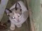 Gato raça felino idade Abaixo de 2 meses nome pantera