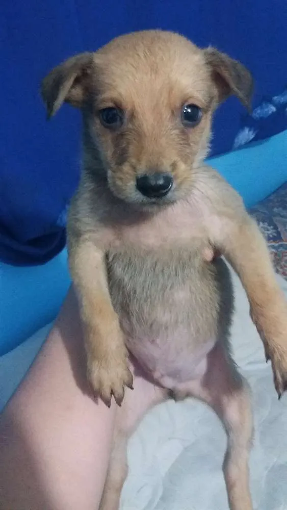 Cachorro ra a Desconhecida idade 2 a 6 meses nome Ainda Nao Tem Nomes