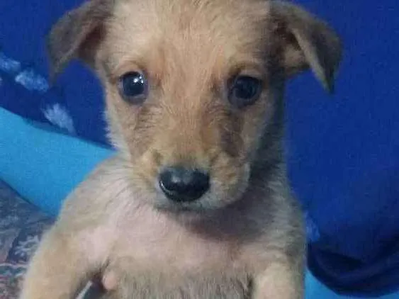 Cachorro ra a Desconhecida idade 2 a 6 meses nome Ainda Nao Tem Nomes