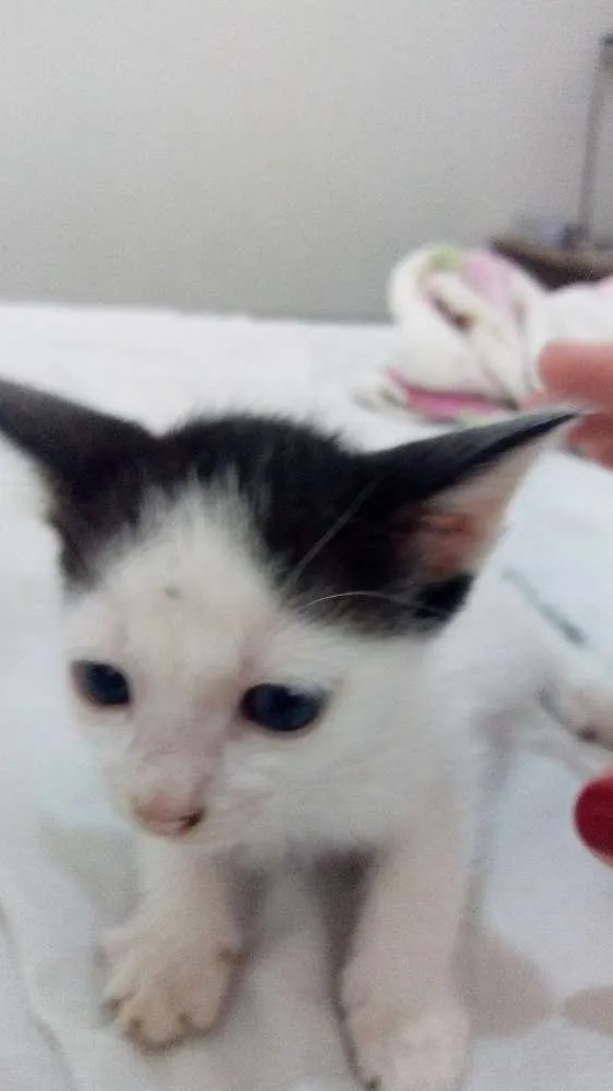 Gato raça Sem raça definida idade Abaixo de 2 meses nome Sem nomes
