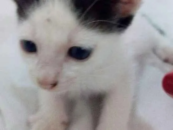 Gato raça Sem raça definida idade Abaixo de 2 meses nome Sem nomes