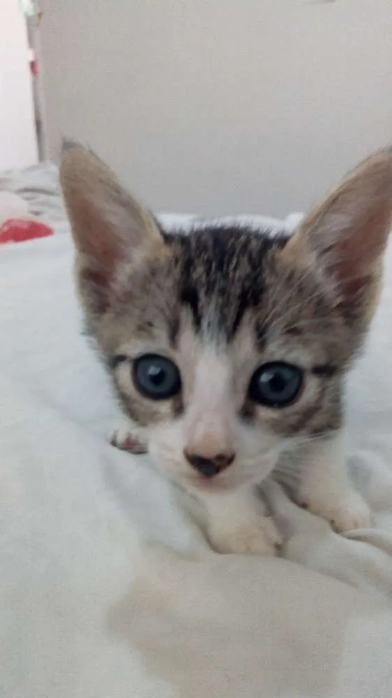 Gato raça Sem raça definida idade Abaixo de 2 meses nome Sem nomes