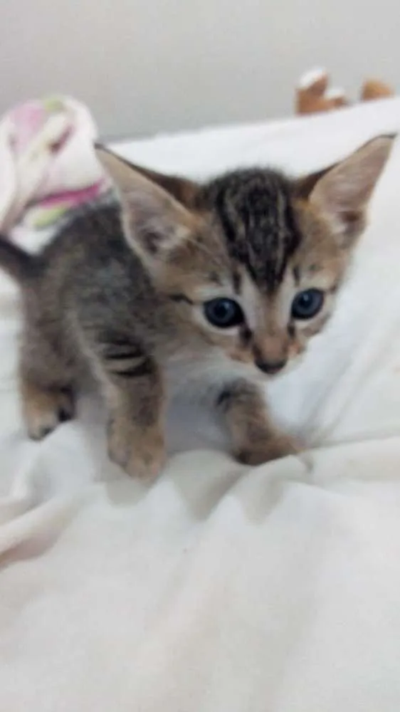 Gato raça Sem raça definida idade Abaixo de 2 meses nome Sem nomes