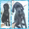 Cachorro raça Dogue Alemão idade 7 a 11 meses nome Bebê