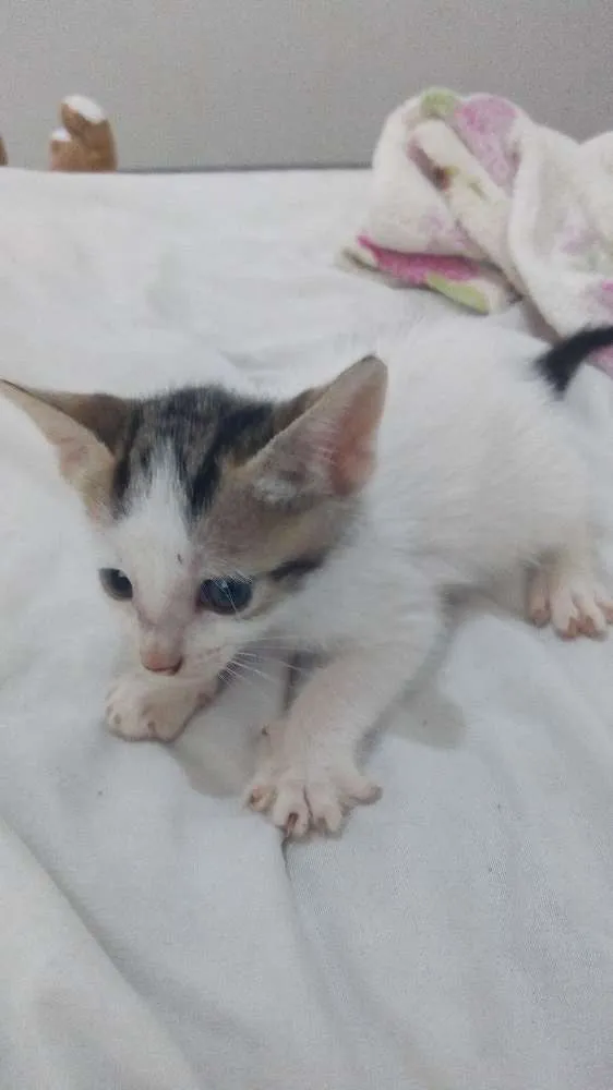 Gato raça Sem raça definida idade Abaixo de 2 meses nome Sem nomes