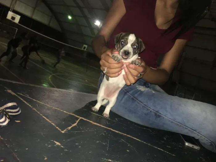 Cachorro ra a Vira lata parecido com salsic  idade Abaixo de 2 meses nome Não tem nome ainda