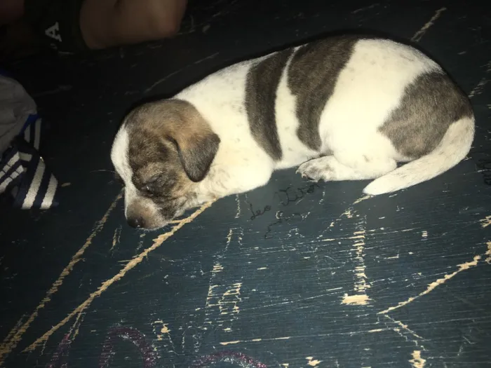 Cachorro ra a Vira lata parecido com salsic  idade Abaixo de 2 meses nome Não tem nome ainda