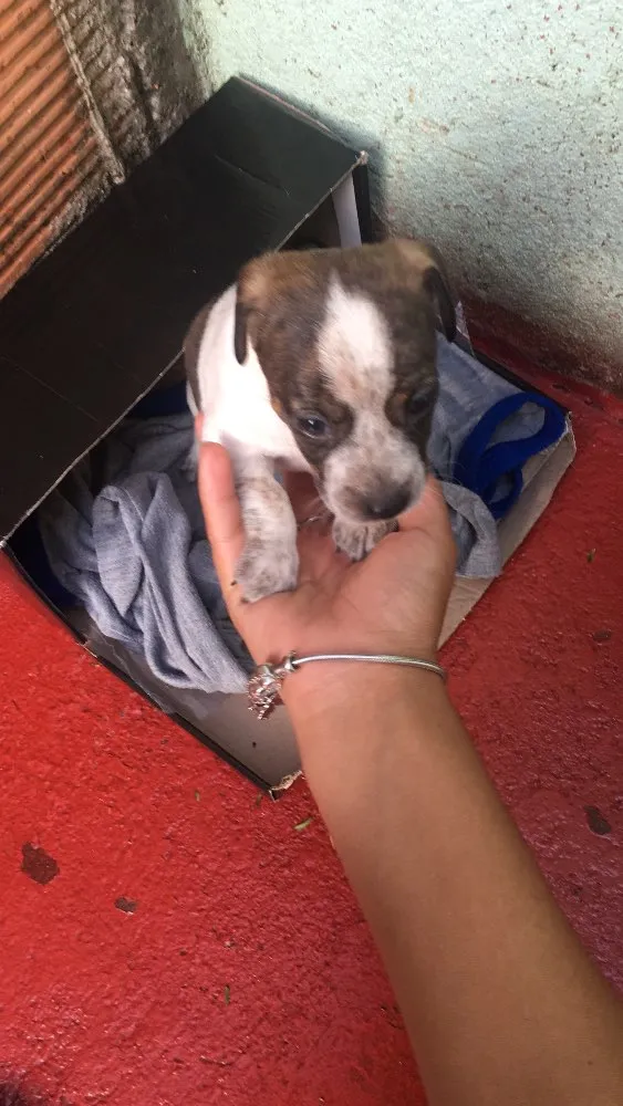 Cachorro ra a Vira lata parecido com salsic  idade Abaixo de 2 meses nome Não tem nome ainda