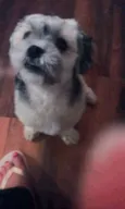 Pipoca