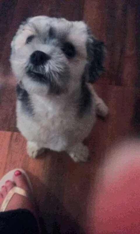 Cachorro ra a Lhasa Apso] idade 7 a 11 meses nome Pipoca