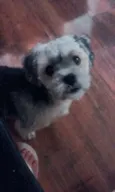 Pipoca