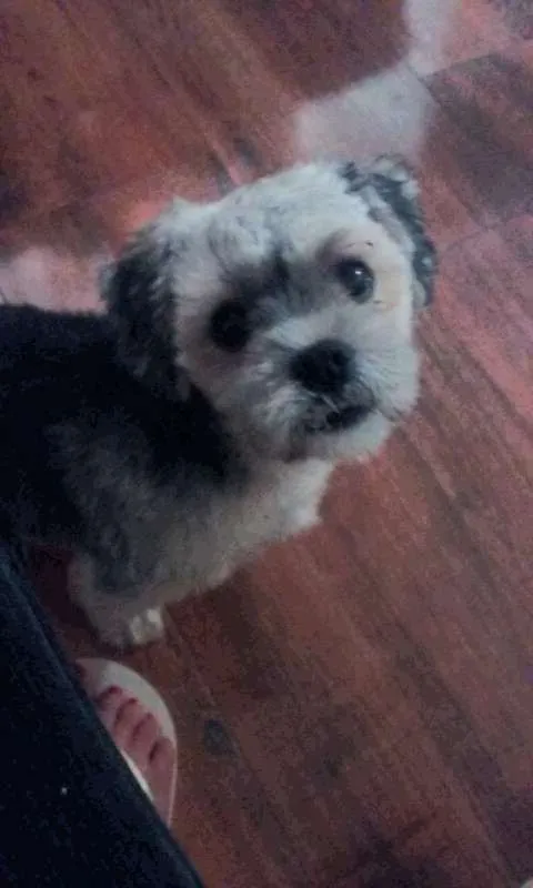 Cachorro ra a Lhasa Apso] idade 7 a 11 meses nome Pipoca