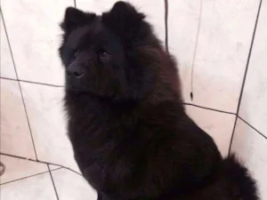 Cachorro raça Chow Chow idade 3 anos nome Raisha