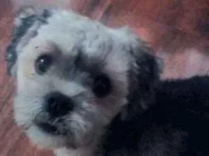 Cachorro raça Lhasa Apso] idade 7 a 11 meses nome Pipoca