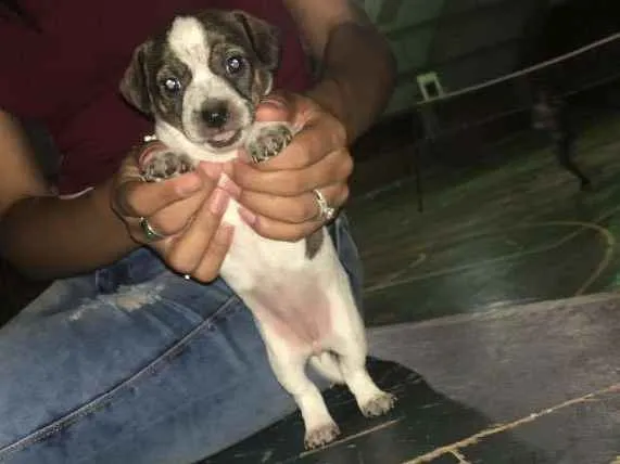 Cachorro ra a Vira lata parecido com salsic  idade Abaixo de 2 meses nome Não tem nome ainda