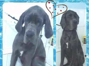 Cachorro raça Dogue Alemão idade 7 a 11 meses nome Bebê