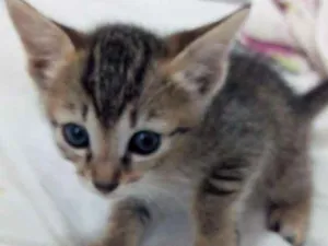 Gato raça Sem raça definida idade Abaixo de 2 meses nome Sem nomes