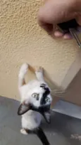 Xaninha