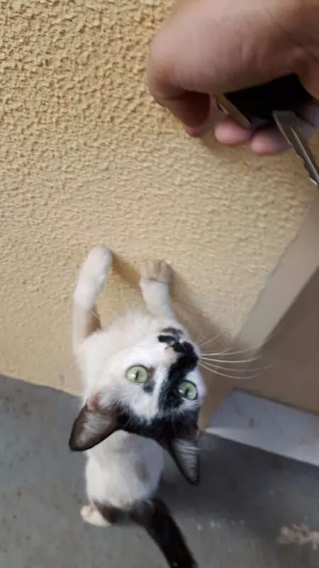 Gato ra a Vira Lata Brasileira  idade 1 ano nome Xaninha