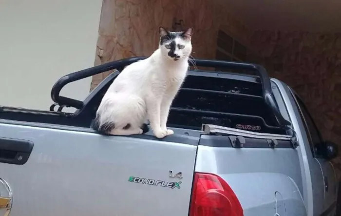 Gato ra a Vira Lata Brasileira  idade 1 ano nome Xaninha