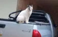 Xaninha