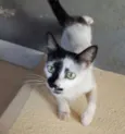 Xaninha
