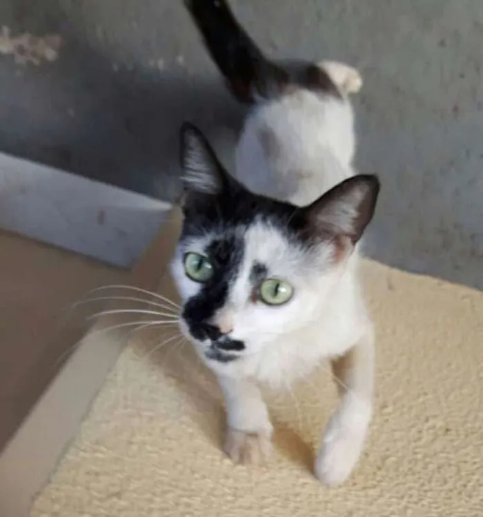 Gato ra a Vira Lata Brasileira  idade 1 ano nome Xaninha