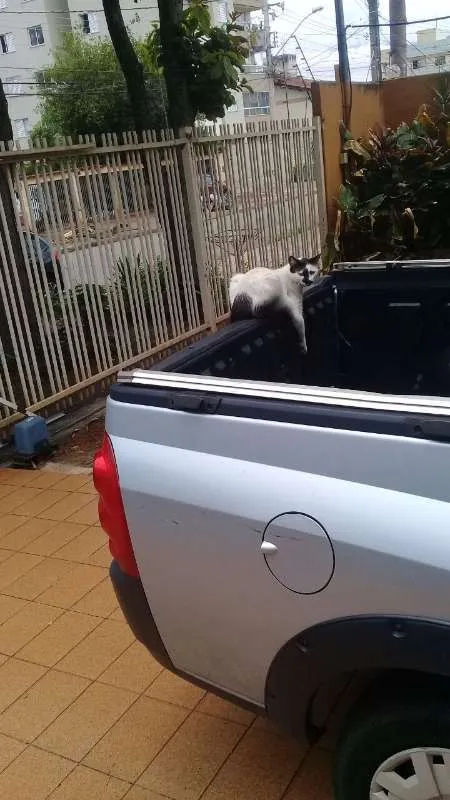 Gato ra a Vira Lata Brasileira  idade 1 ano nome Xaninha