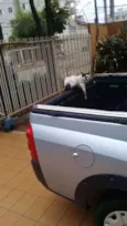 Xaninha