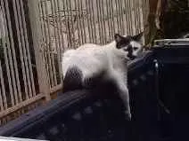 Gato ra a Vira Lata Brasileira  idade 1 ano nome Xaninha