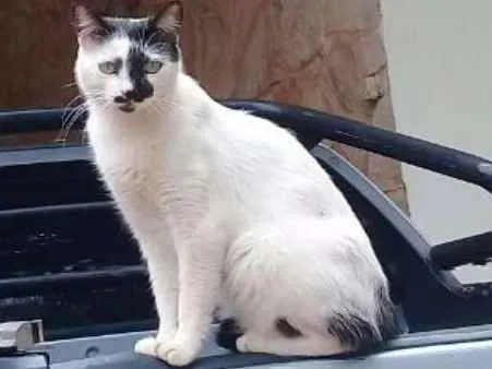 Gato ra a Vira Lata Brasileira  idade 1 ano nome Xaninha