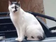 Xaninha
