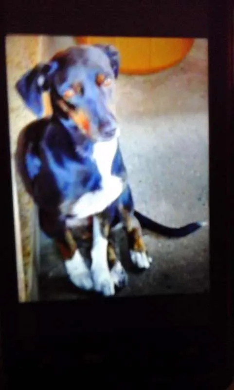 Cachorro ra a Sem raça definida idade 1 ano nome Lili