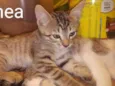 Filhotes de Gato