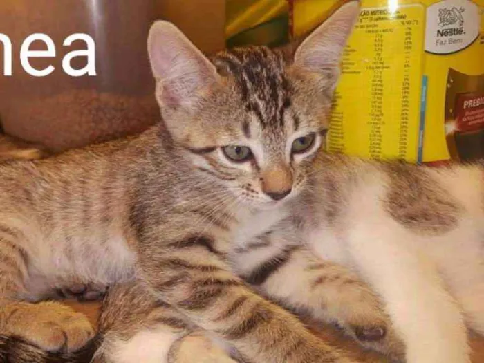 Gato ra a SRD idade 2 a 6 meses nome Filhotes de Gato