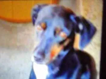 Cachorro ra a Sem raça definida idade 1 ano nome Lili