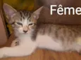 Filhotes de Gato