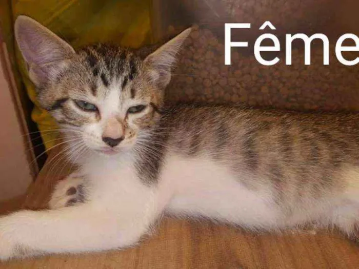 Gato ra a SRD idade 2 a 6 meses nome Filhotes de Gato